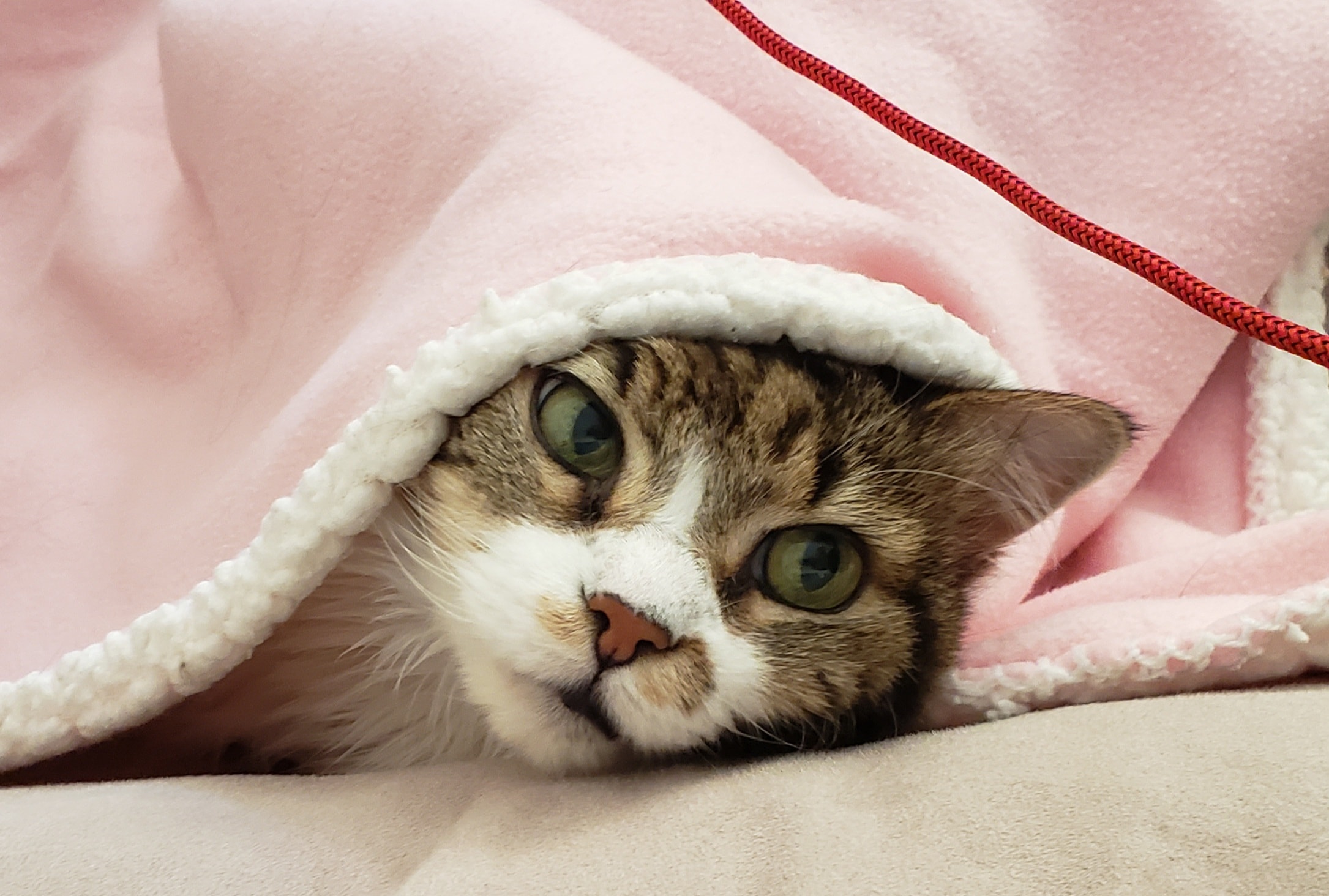 A cat peeking from a blanket